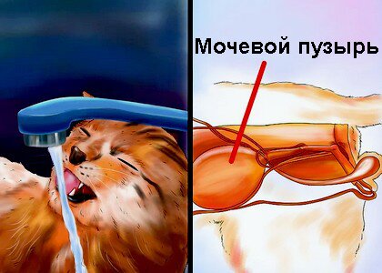 обезвоживание у кошки